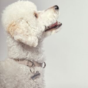 Correa AdriaPet Hueso